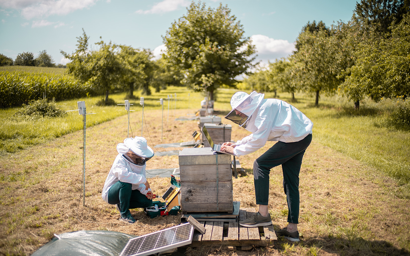 Zwei Personen mit Imkerhüten arbeiten am Laptop, daneben befinden sich Bienenstöcke